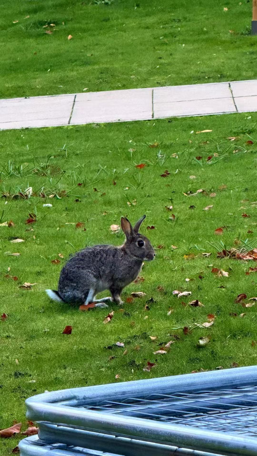 Rabbit on grass